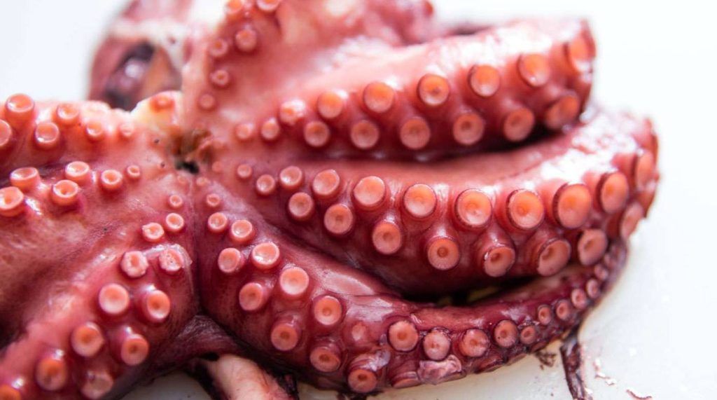Limpiar pulpo congelado