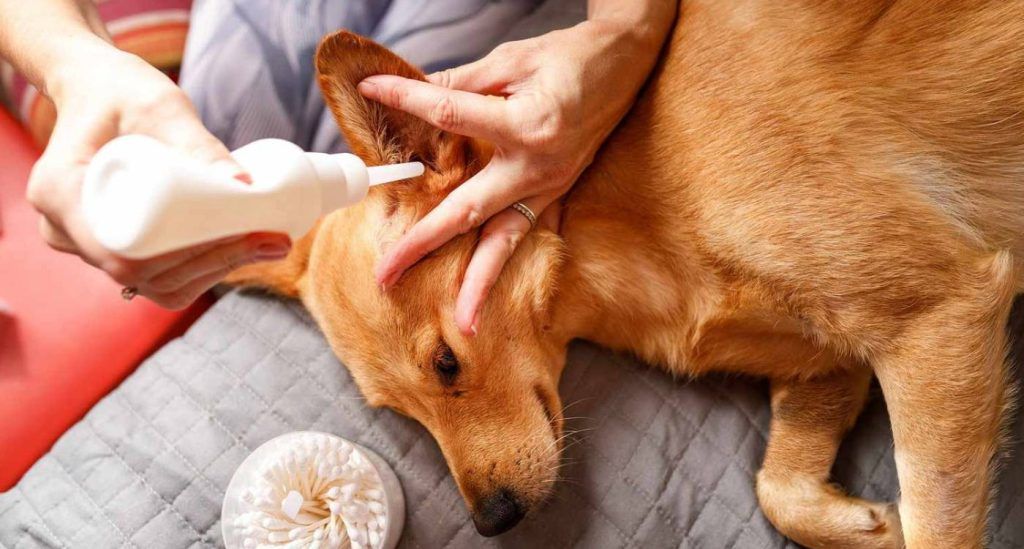 Limpiar orejas a perro